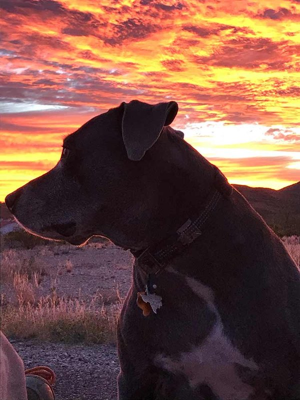 Kevin's dog poncho sitting in a field as the sun comes up