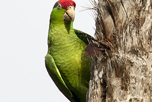 A Red-crowned Parrot looking around a tree trunk
