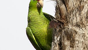 A Red-crowned Parrot looking around a tree trunk