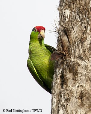 A Red-crowned Parrot looking around a tree trunk