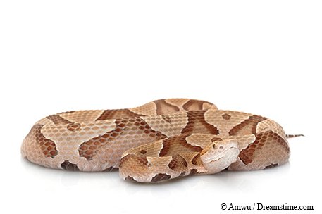 penny snake slithering with it's head lifted up. no background