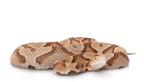 penny snake slithering with it's head lifted up. no background