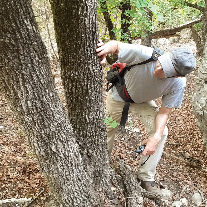person looking at the bark of a tree trunk for ants