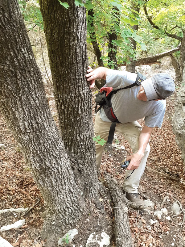person looking at the bark of a tree trunk for ants