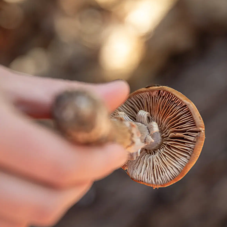 person showing the underside of a mushroom