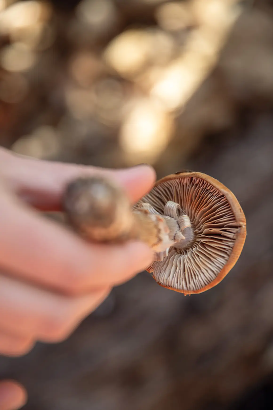 person showing the underside of a mushroom