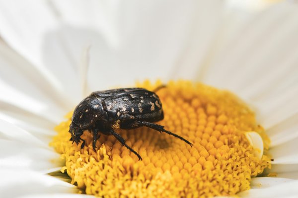 Kern’s flower scarab on a yellow and white daisy