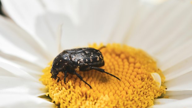 Kern’s flower scarab on a yellow and white daisy