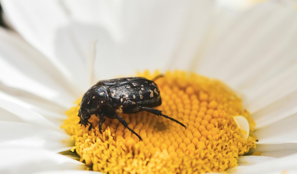 Kern’s flower scarab on a yellow and white daisy