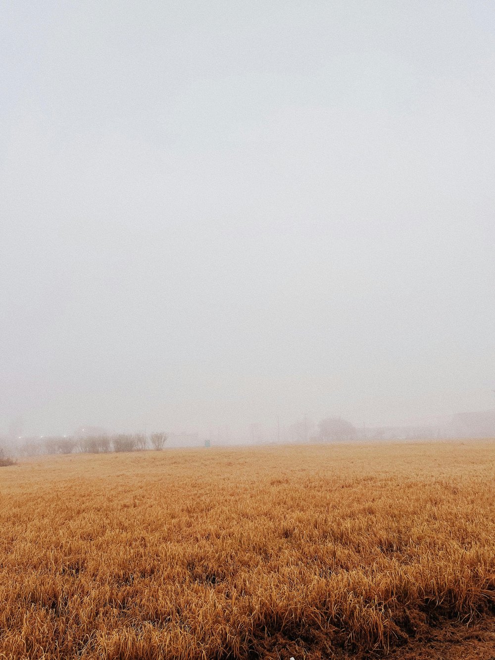 Misty field of brown grass in Laredo, Texas.