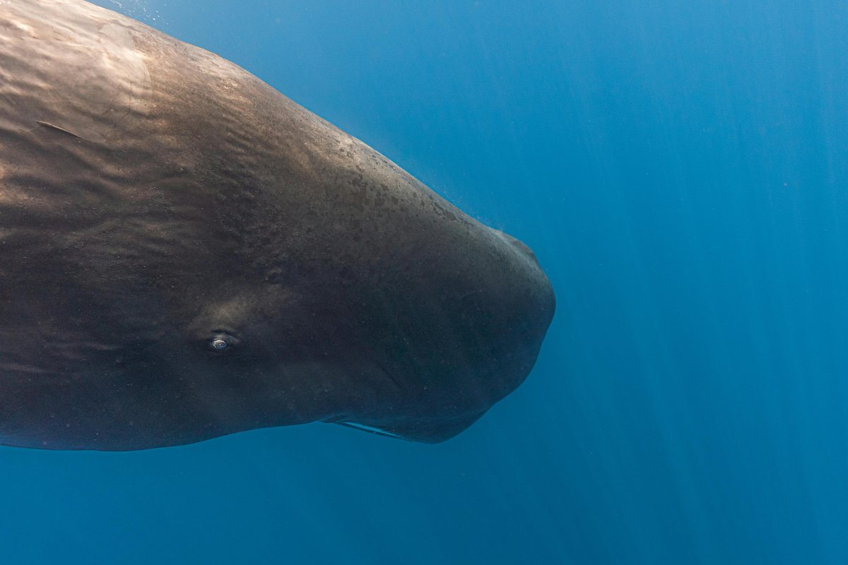 Close up on head of a sperm whale