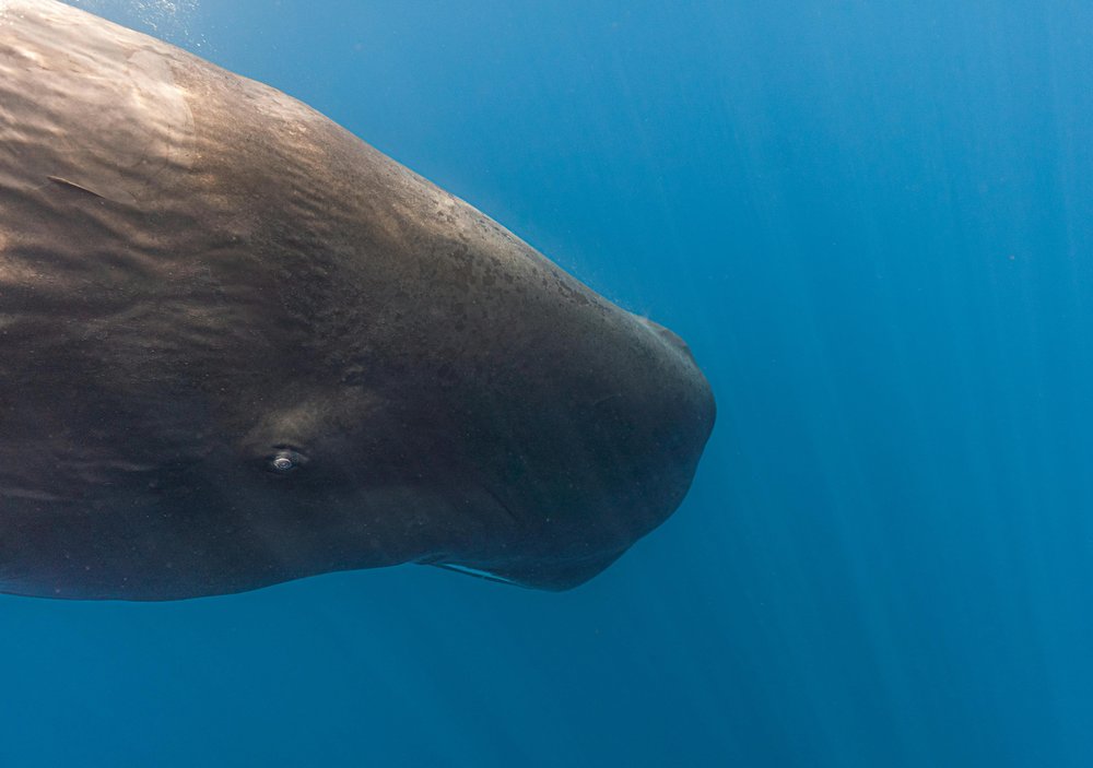 Close up on head of a sperm whale