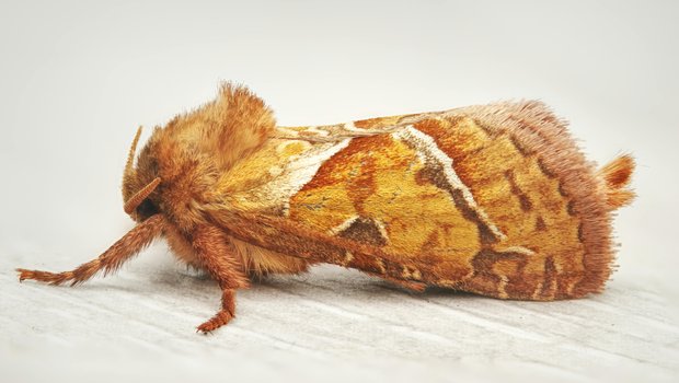 close up of a flannel moth