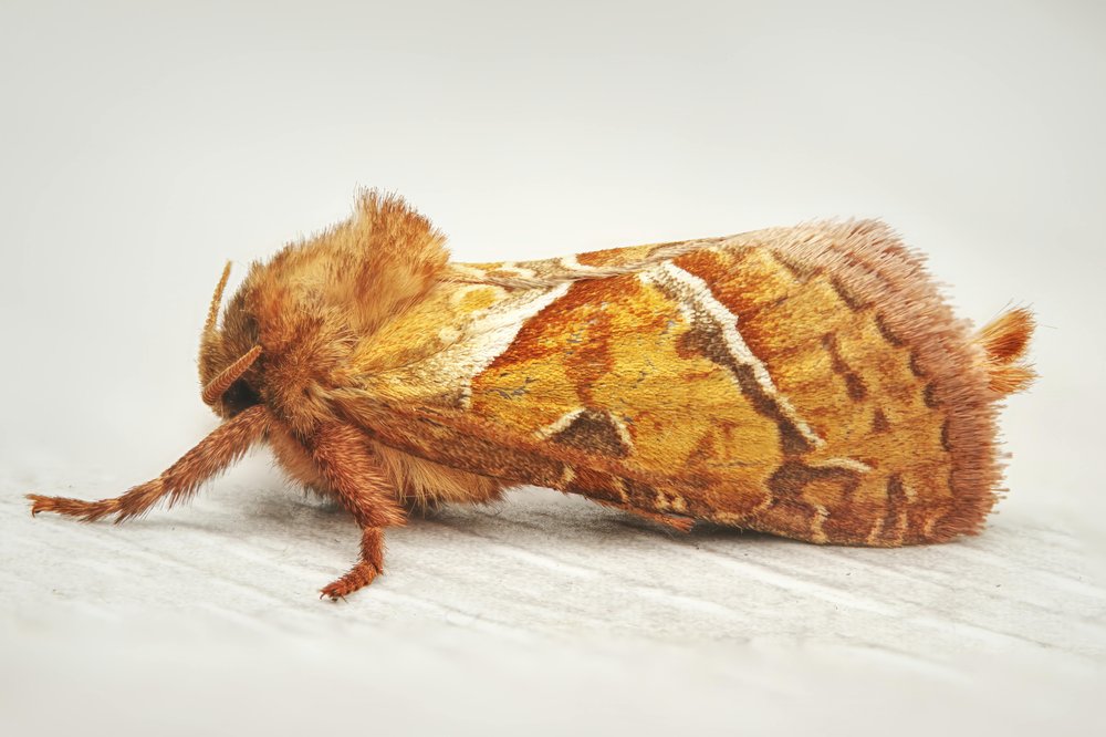 close up of a flannel moth