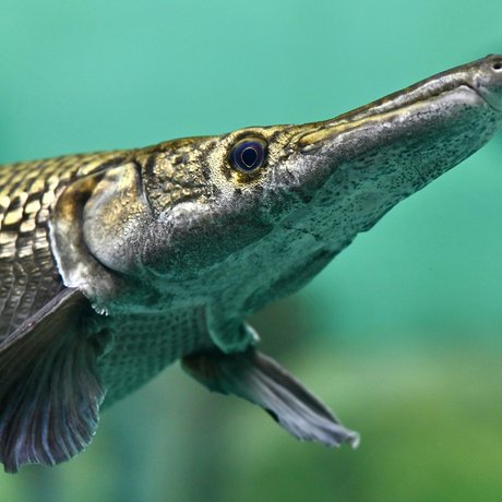 Alligator gar swimming in blue green water