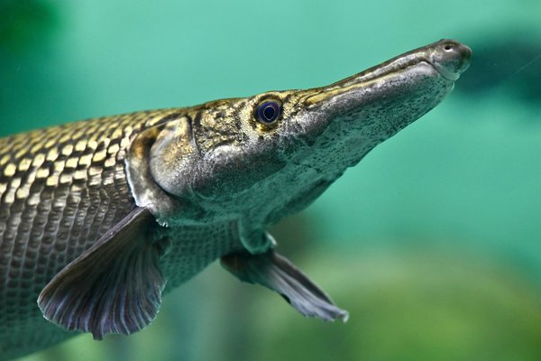 Alligator gar swimming in blue green water