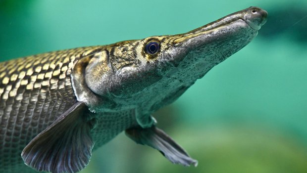Alligator gar swimming in blue green water