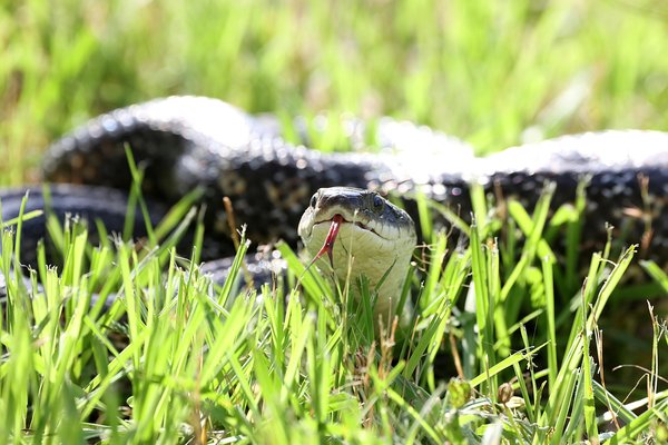 Rat snake in lush green grass
