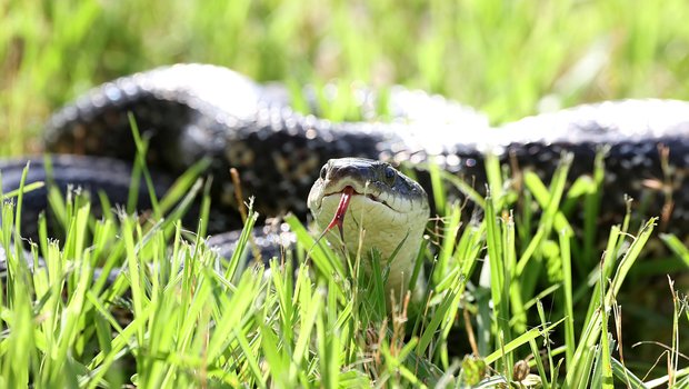 Rat snake in lush green grass
