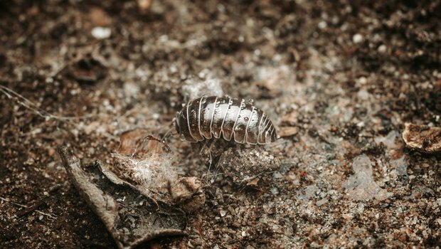 Roly-poly (pillbug) crawling on dirt