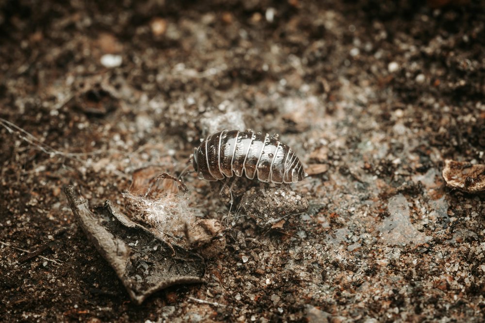 Roly-poly (pillbug) crawling on dirt