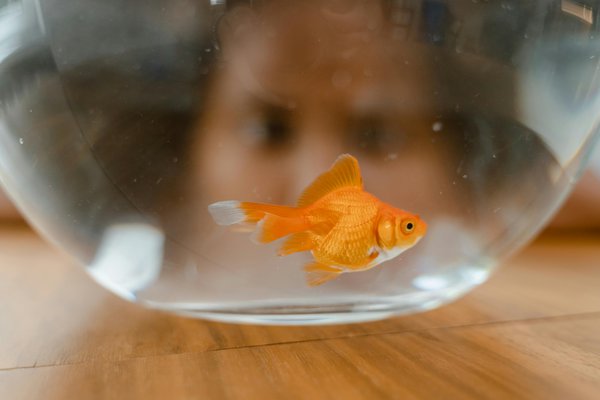 Person looking through a fish bowl at a goldfish