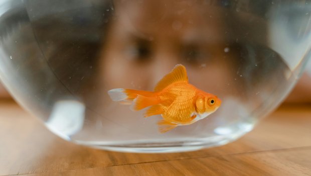 Person looking through a fish bowl at a goldfish