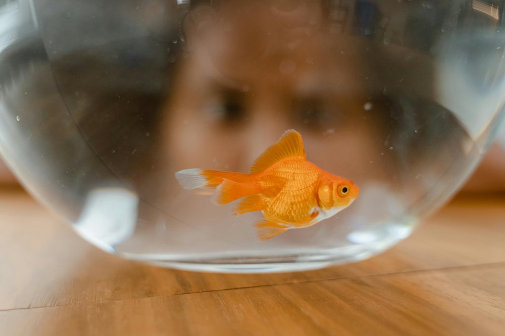 Person looking through a fish bowl at a goldfish
