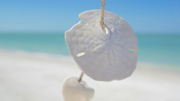 Sand Dollars on a stick