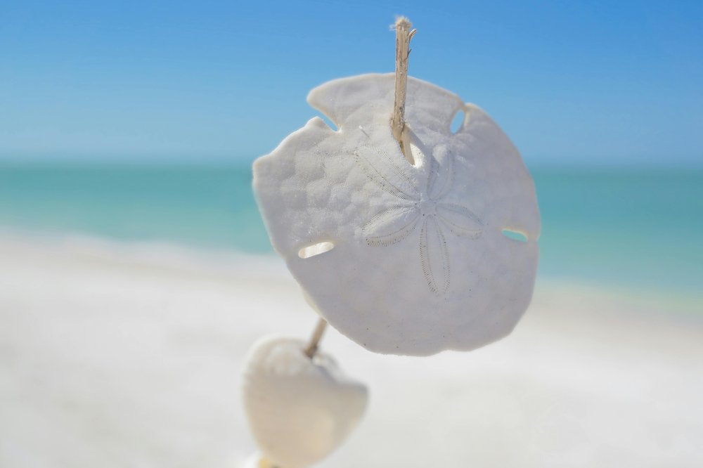 Sand Dollars on a stick