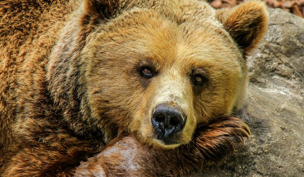 Wild Grizzly Bear lounging on a rock in Texas.