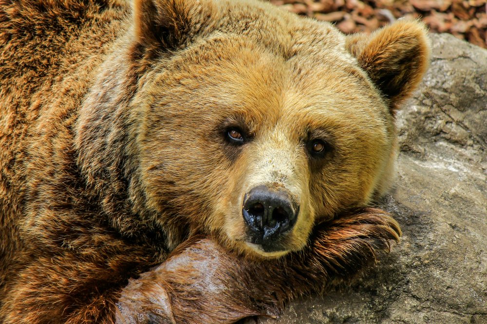 Wild Grizzly Bear lounging on a rock in Texas.