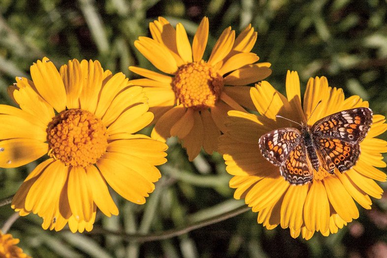 orange and brown phaon crescent on flower
