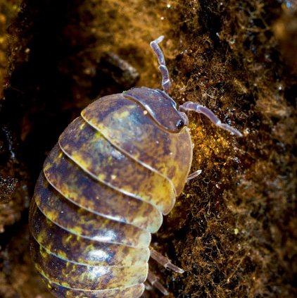 Close up of a pillbug (Roly-poly) on the dirt