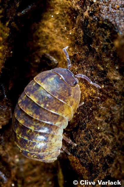 Close up of a pillbug (Roly-poly) on the dirt