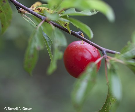 Rose colored plum hanging off a branch