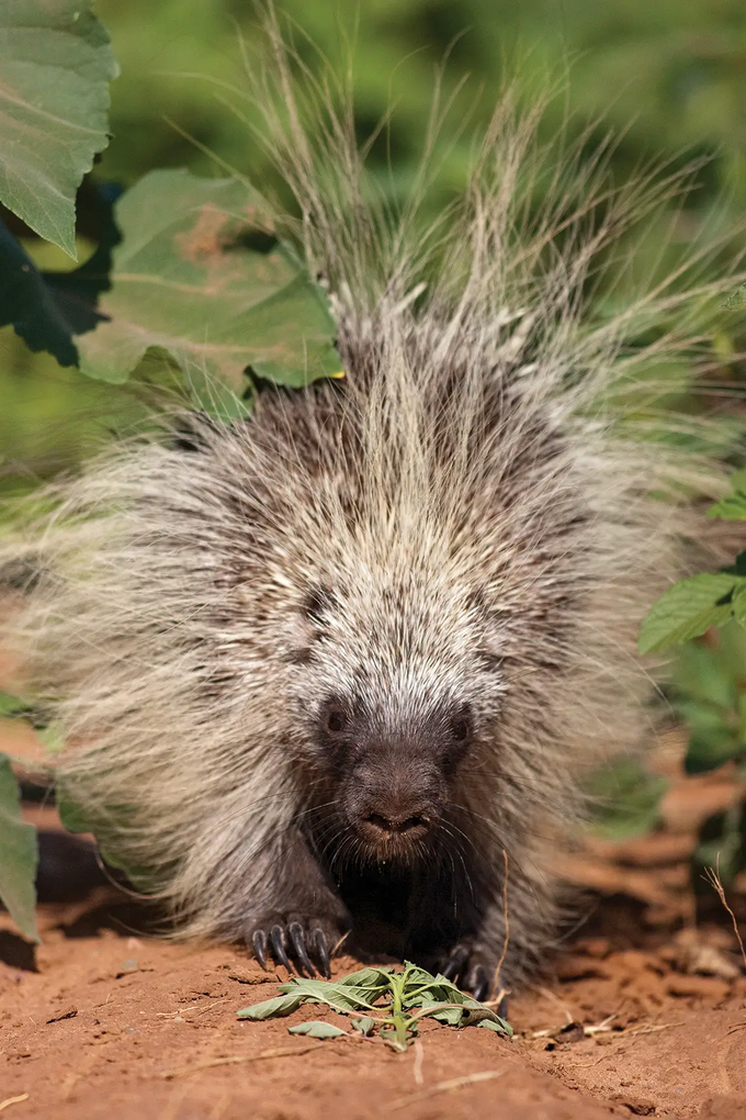 porcupine eating leaves