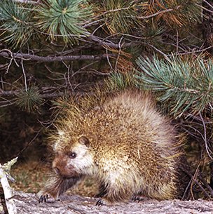 porcupine (prickle pig) exiting the pine trees