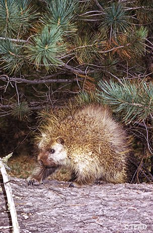 porcupine (prickle pig) exiting the pine trees