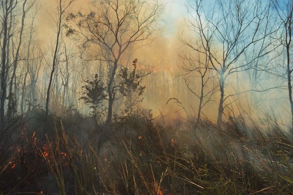Prescribed Burn