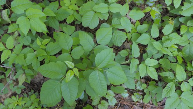 Poison Ivy at state parks