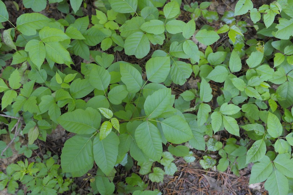Poison Ivy at state parks