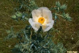 a lone white prickly poppy