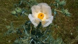 a lone white prickly poppy