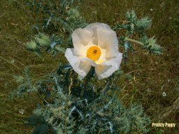 a lone white prickly poppy