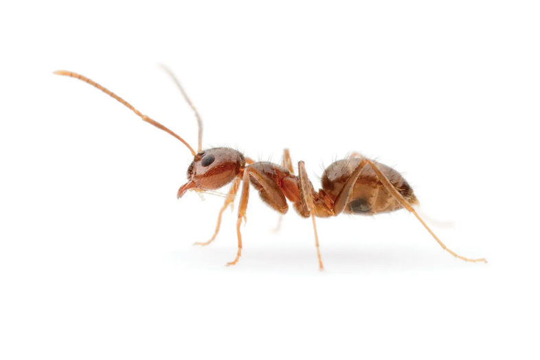 profile crazy ant on white background