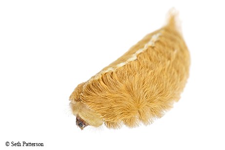 yellow puss caterpillar with fuzzy back
