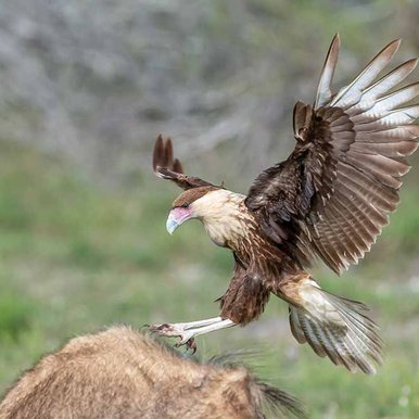 A caracara bird enjoys the raptor buffet