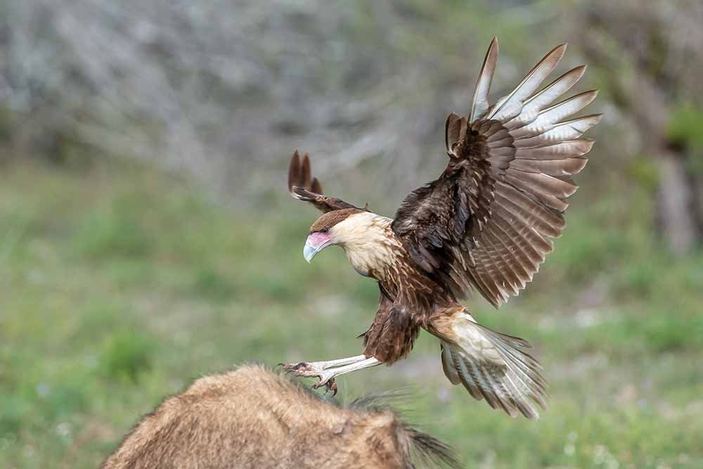 A caracara bird enjoys the raptor buffet