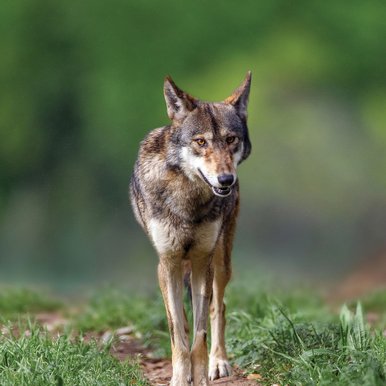 red wolf walking down a worn grassy path
